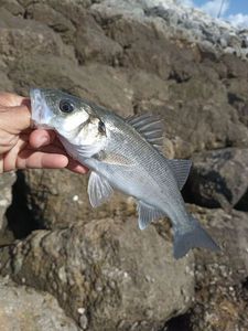 European Bass (Seabass)