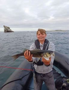 European Bass (Seabass)