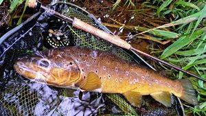 Brown Trout