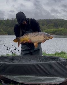 Common Carp