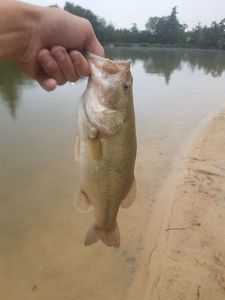 Largemouth Bass