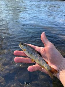 Brown Trout