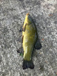 Tench