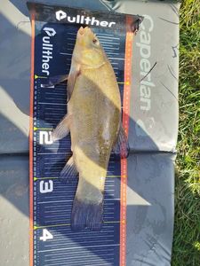 Tench