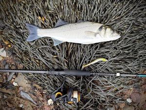 European Bass (Seabass)