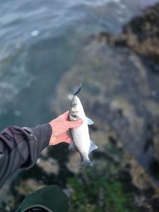 European Bass (Seabass)