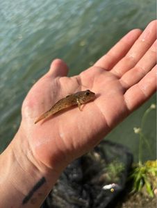 Giant Goby