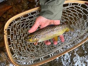 Brown Trout