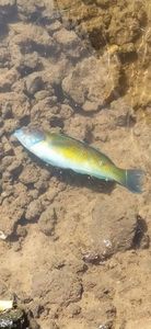 Mediterranean Rainbow Wrasse