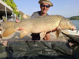 Common Carp