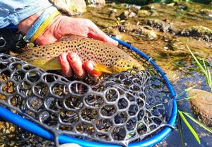 Brown Trout