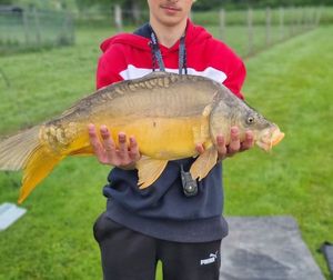 Common Carp