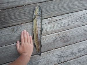 Cutthroat Trout