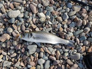European Bass (Seabass)