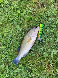 Largemouth Bass
