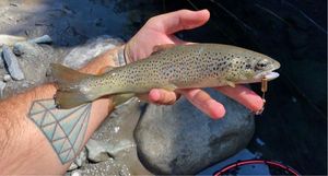Brown Trout