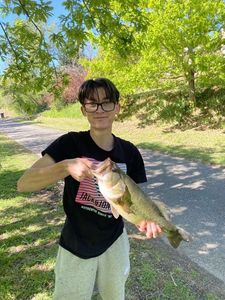 Largemouth Bass