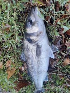 European Bass (Seabass)