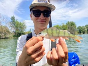 European Perch