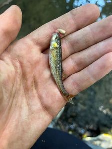 Common Minnow