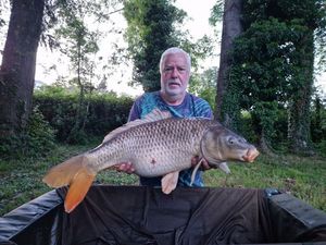 Common Carp