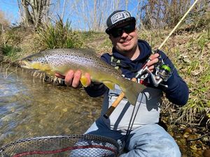 Brown Trout