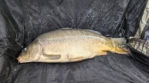 Leather Carp