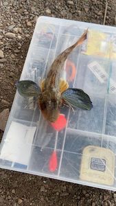 Flying Gurnard