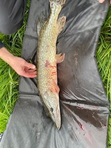 Northern Pike