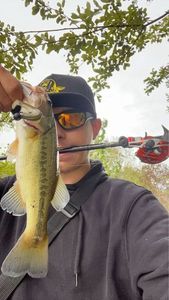 Largemouth Bass