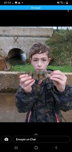European Perch