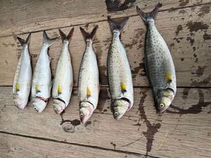 Mutton Snapper