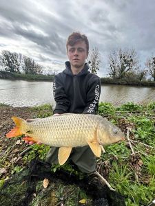 Common Carp