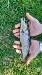 Brown Trout