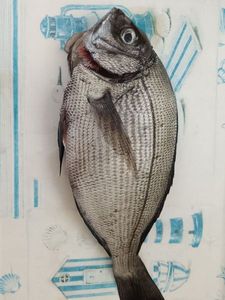 Black Seabream