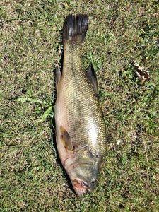 Smallmouth Bass