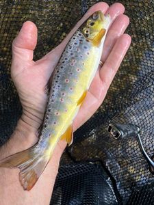 Brown Trout