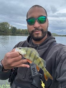 European Perch