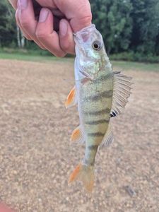 European Perch