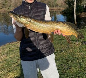 Northern Pike