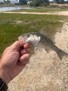 Spotted Seabass