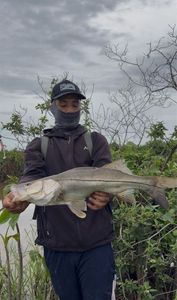 Common Snook