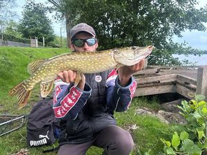 Northern Pike