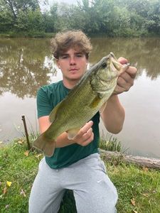 Largemouth Bass