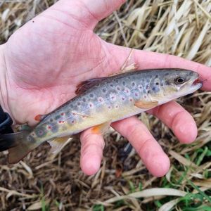 Brown Trout