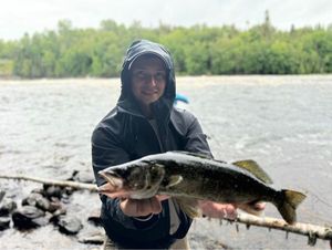 Walleye