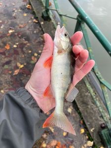 European Perch