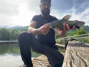 Tench
