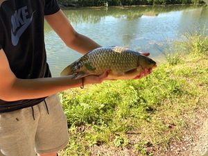 Common Carp