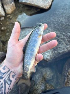 Brook Trout